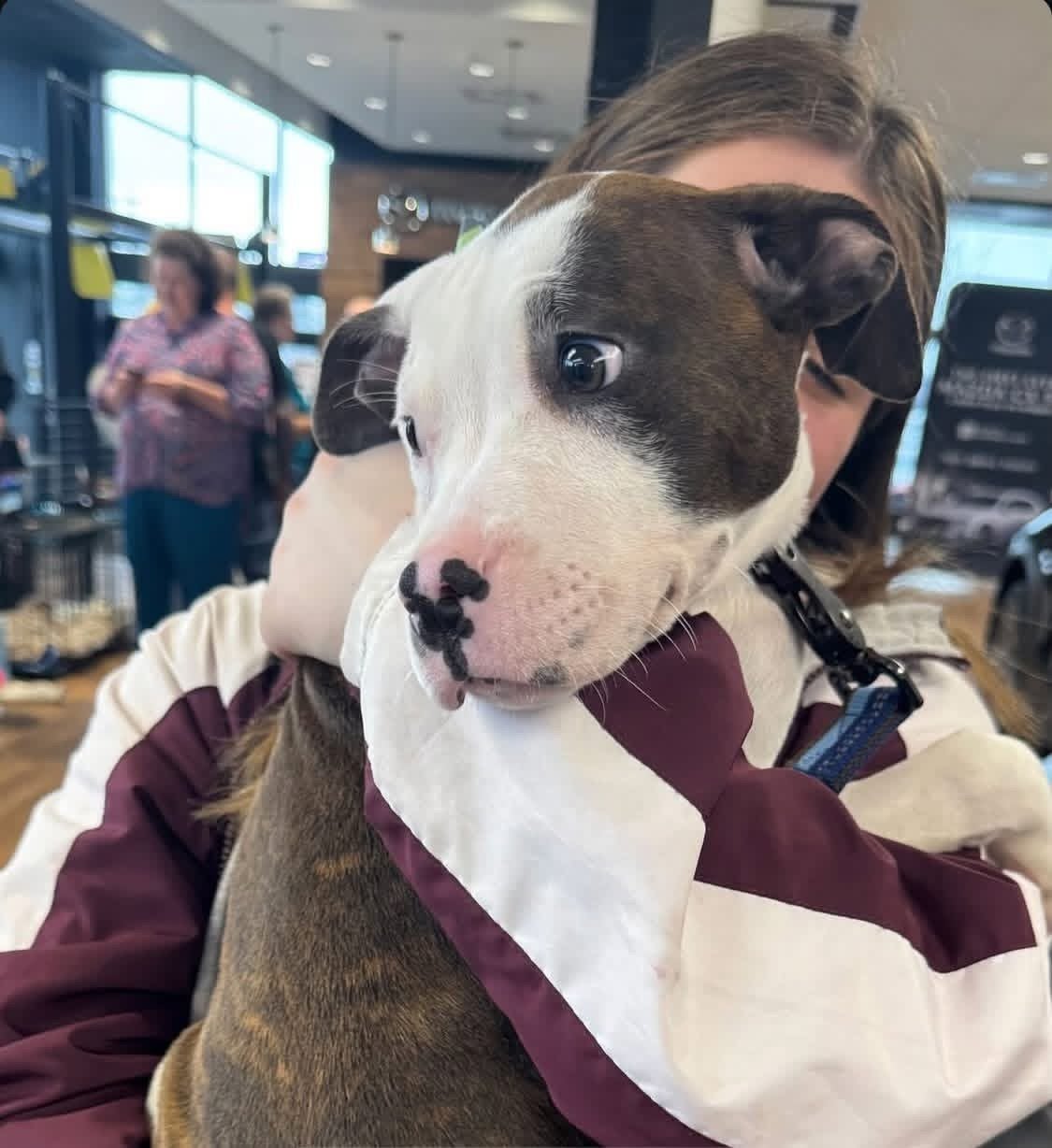 Community pet adoption event